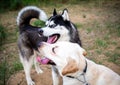 A friendly walk of a dark Husky and a white Labrador Royalty Free Stock Photo