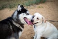 A friendly walk of a dark Husky and a white Labrador Royalty Free Stock Photo