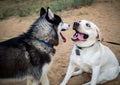 A friendly walk of a dark Husky and a white Labrador Royalty Free Stock Photo