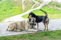 Friendly watchdogs rest on paved road in sunny autumn park