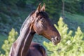 Friendly Well Groomed Horse in Morning Light Royalty Free Stock Photo