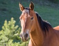 Friendly Well Groomed Horse in Morning Light