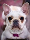 A friendly white french bull dog Royalty Free Stock Photo