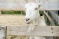 Friendly White Goat Behind a Wooden Fence Up Close