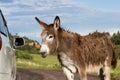 Friendly wild burro Royalty Free Stock Photo