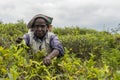 Friendly woman working on a tea plantation in Sri Lanka Royalty Free Stock Photo