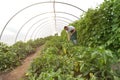 Friendly worker in the greenhouse growing and harvesting vegetables in the greenhouse