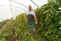 Friendly worker in the greenhouse growing and harvesting vegetables in the greenhouse