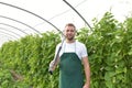 Friendly worker in the greenhouse growing and harvesting vegetables in the greenhouse