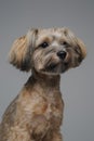 Friendly yorkshire terrier doggy with well groomed fur