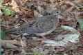 Friendly Young American Mourning Dove Closeup