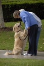 FriendlyDog Royalty Free Stock Photo