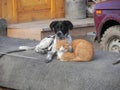 Friends cat and dog having rest Royalty Free Stock Photo