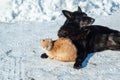 Friends. Cat and dog in the snow. Winter. Animals bask together. Pets on the street. Homeless animals. Royalty Free Stock Photo