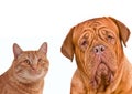 Friends. Close-up portrait of brown cat and dog