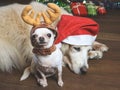 Golden retriever dog wearing red Christmas hat laying down with small white Chihuahua dog wearing reindeer hat lookng to the