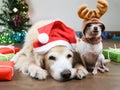Golden retriever dog wearing red Christmas  hat laying down with small white Chihuahua dog wearing reindeer hat lookng to the Royalty Free Stock Photo