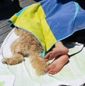 Friends asleep under towel Royalty Free Stock Photo