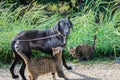 Friends - dog and two cats together Royalty Free Stock Photo