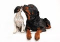 Friends dogs Royalty Free Stock Photo