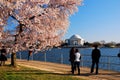 Friends enjoy a sunny spring day walking amongst the cherry blossoms in Washington DC