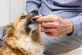 Friends forever: man feeding his lovely dog Royalty Free Stock Photo