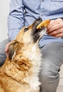 Friends forever: man feeding his lovely dog Royalty Free Stock Photo