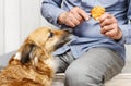 Friends forever: man feeding his lovely dog Royalty Free Stock Photo