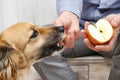 Friends forever: man feeding his lovely dog Royalty Free Stock Photo