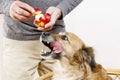 Friends forever: man feeding his lovely dog with an apple Royalty Free Stock Photo