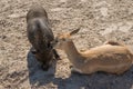 Unlikely Friendship between Potbelly Pig and a small Doe