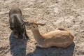 Unlikely Friendship between Potbelly Pig and a small Doe