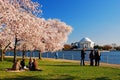 Friends gather under the blooming cherry blossom