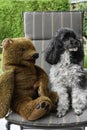 Friends, harlequin poodle and teddy bear