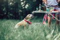 Friends having fun grilling meat enjoying barbecue party. Dog waiting for a meal for yourself Royalty Free Stock Photo