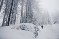 Friends hiking together through a snow covered forest Royalty Free Stock Photo