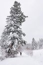 Friends out hiking by snow covered trees in winter Royalty Free Stock Photo