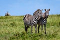 Friends, a pair of zebras on the savanna in Serengeti National Park, Tanzania Royalty Free Stock Photo