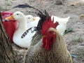 Two Pekin Ducks and a Rooster