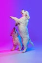 Two big dogs, white Clumber playing isolated over gradient pink blue studio background in neon light filter. Concept of