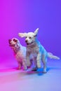 Two big dogs, white Clumber playing isolated over gradient pink blue studio background in neon light filter. Concept of