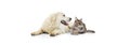 Portrait of beautiful cat and purebred dog isolated on white background. Concept of animal life, friendship, interplay Royalty Free Stock Photo