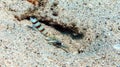 Friends Shrimp Goby and shrimp on sand in Red Sea, Eilat, Israel Royalty Free Stock Photo