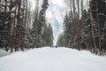 Friends walking on road through the winterly forest. Rear view of people in winter nature, walking in the snow