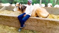 Friendship Of Bull And Boy. Friendship Of Human And Animal. Yellow Bull And Animal Lover.