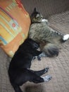 Friendship of a cat and a dog