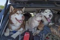 Friendship cat and dog. Two husky dogs and cat with blue eyes in the trunk car. Royalty Free Stock Photo