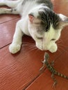 friendship between a cat and a lizard