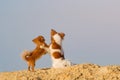 true friendship concept of two small dogs chihuahua pets hugging each other standing on sand on blue sky with copyspace background Royalty Free Stock Photo