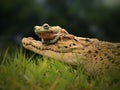 Friendship of Frog and the Crocodiles Royalty Free Stock Photo